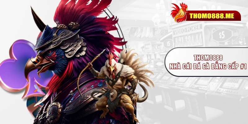 THOMO888 - nhà cái đá gà đẳng cấp #1